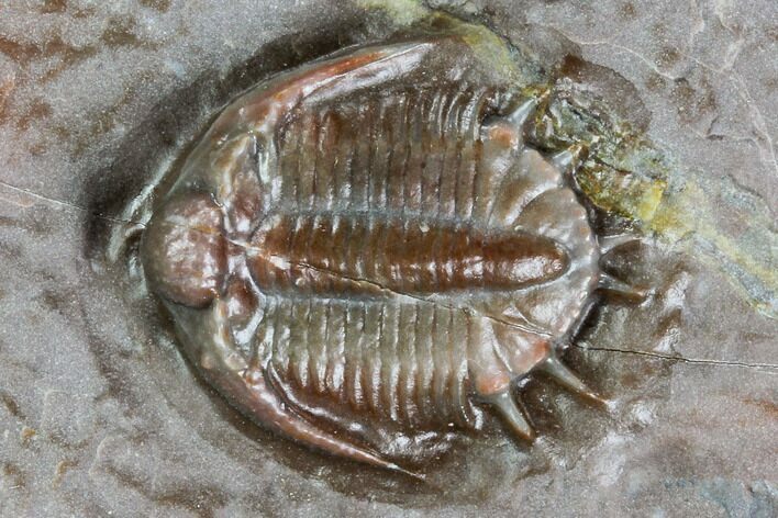 Basseiarges Trilobite - Jorf, Morocco #105351